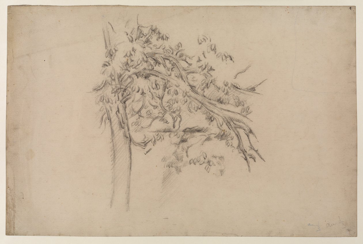 Studium drzewa, ok. 1885-87 (grafit na papierze) autorstwa Paul Cézanne
