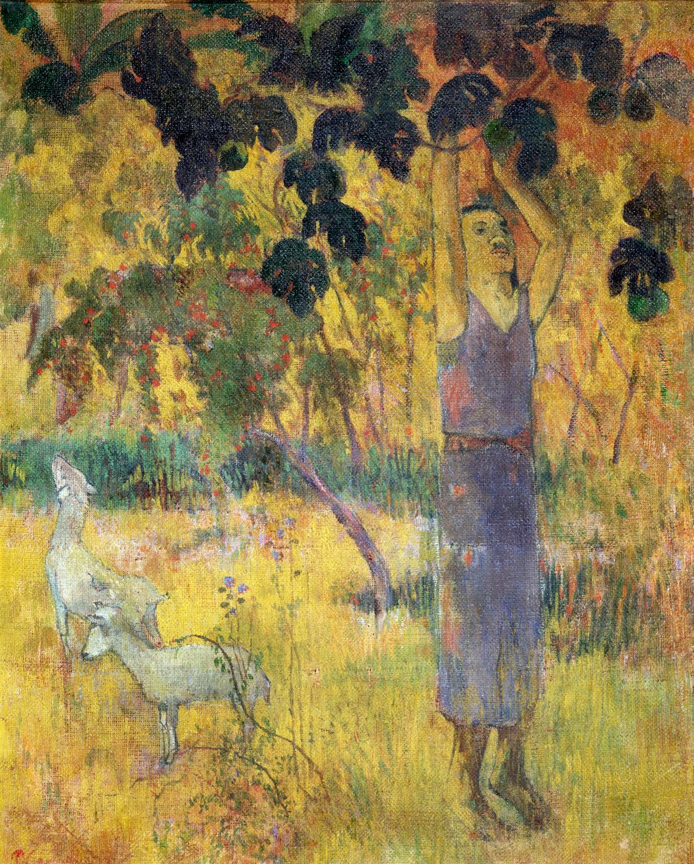 Mężczyzna zbierający owoce z drzewa, 1897. autorstwa Paul Gauguin