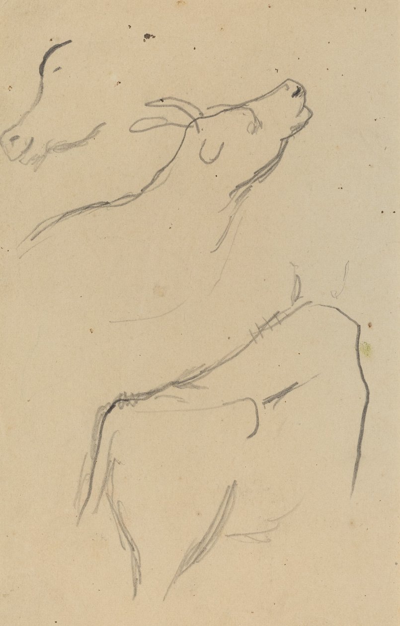 Badania krowy [verso] autorstwa Paul Gauguin