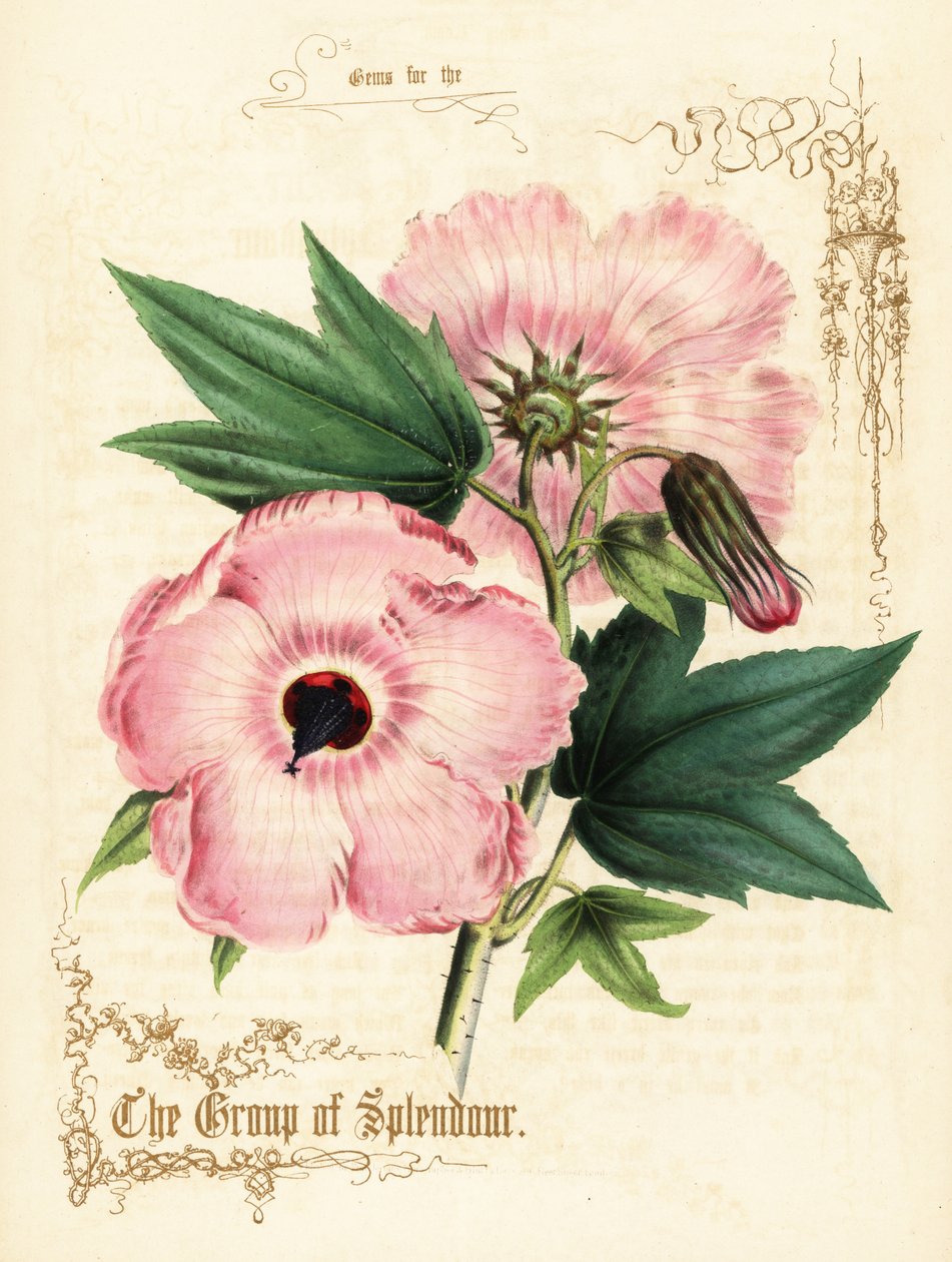 Różowe kwiaty i liście hibiskusa. autorstwa Paul Jerrard
