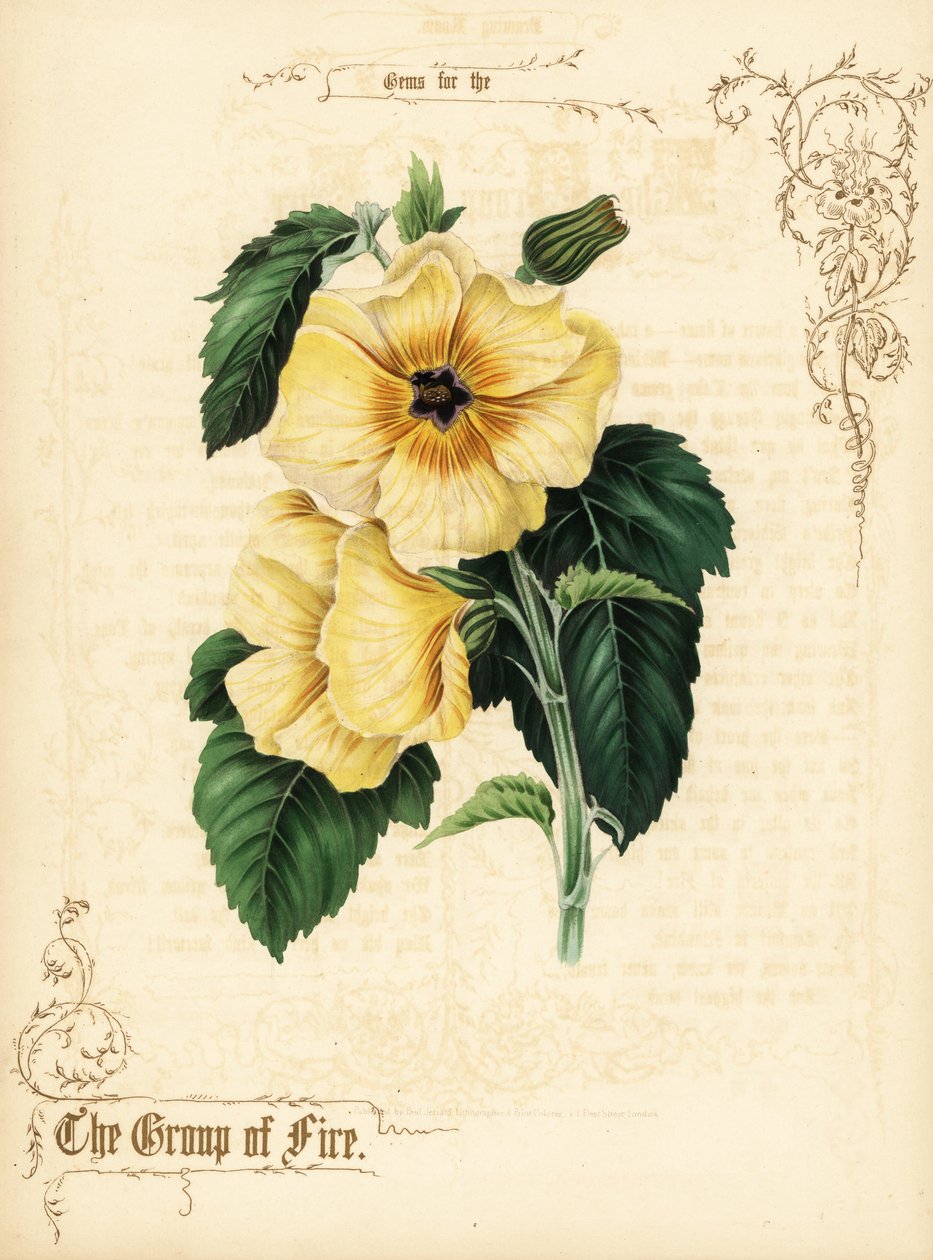 Żółte kwiaty i liście hibiskusa. autorstwa Paul Jerrard