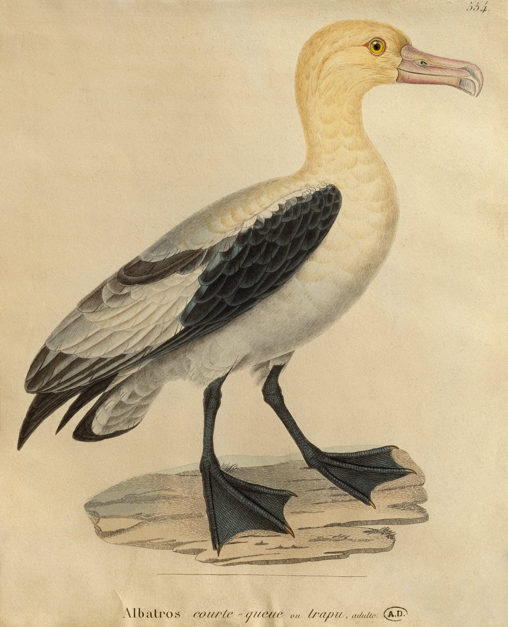 Albatros z krótkim ogonem (kolorowy grawer) autorstwa Paul Louis Oudart