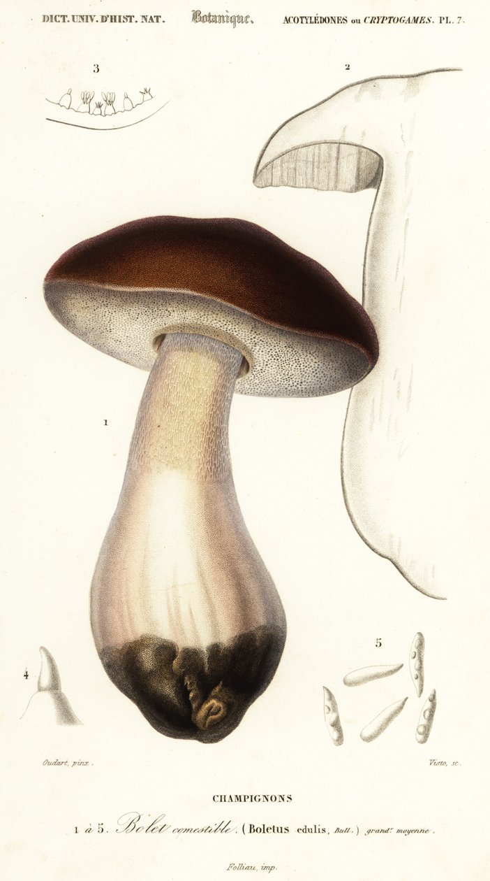 Cep, bułka groszowa, borowik lub borowik, borowik szlachetny. ,1849 (grawerowanie) autorstwa Paul Louis Oudart