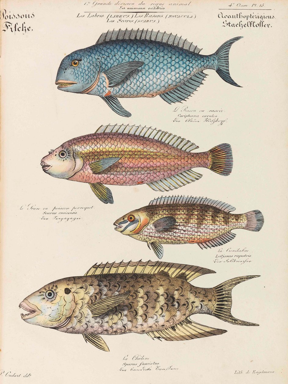 Kurs Historii Naturalnej, 1825-1826. autorstwa Paul Louis Oudart