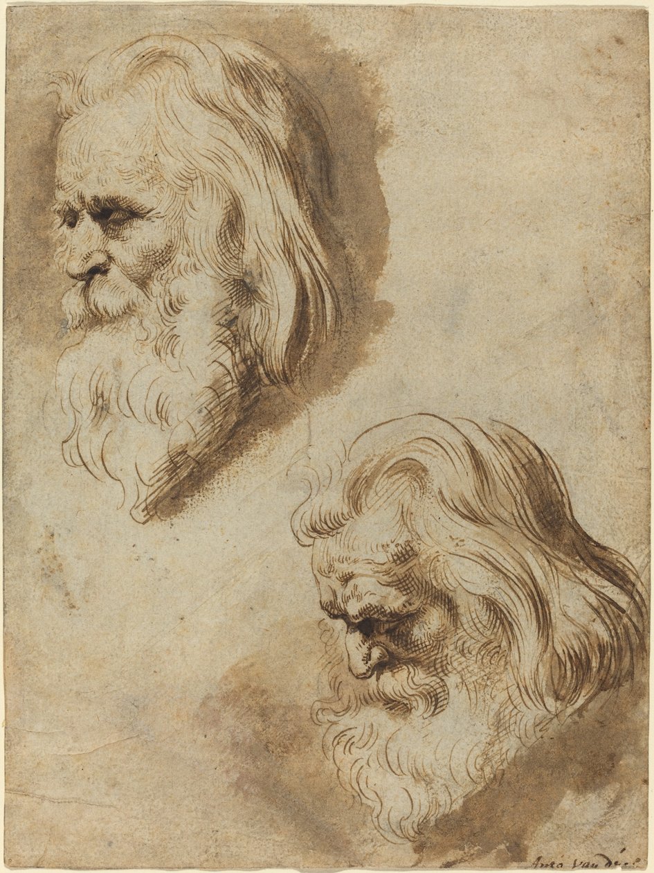 Dwa badania głowy starszego mężczyzny autorstwa Paulus Pontius after Sir Peter Paul Rubens