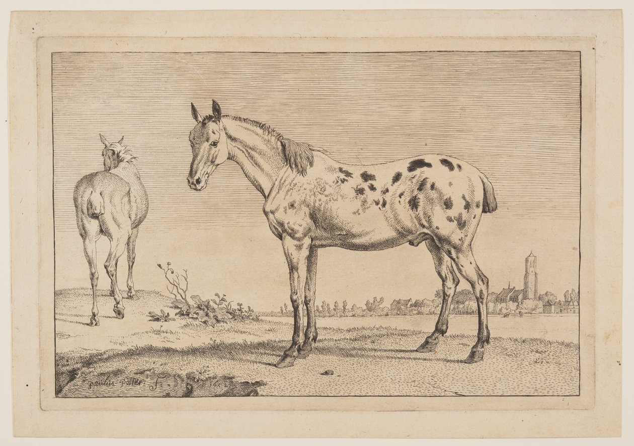 Neighing Horse, z serii o koniach autorstwa Paulus Potter