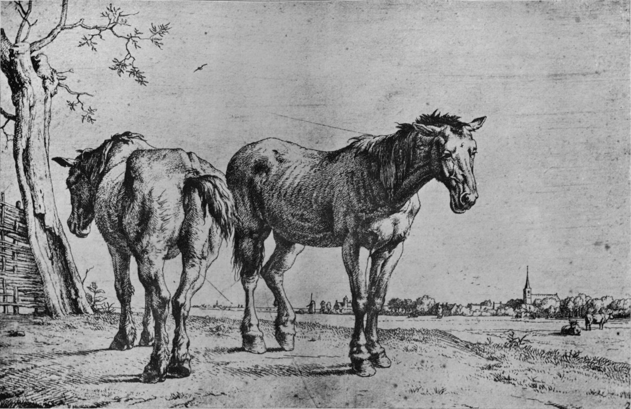 Dwa konie orne, 1652 autorstwa Paulus Potter