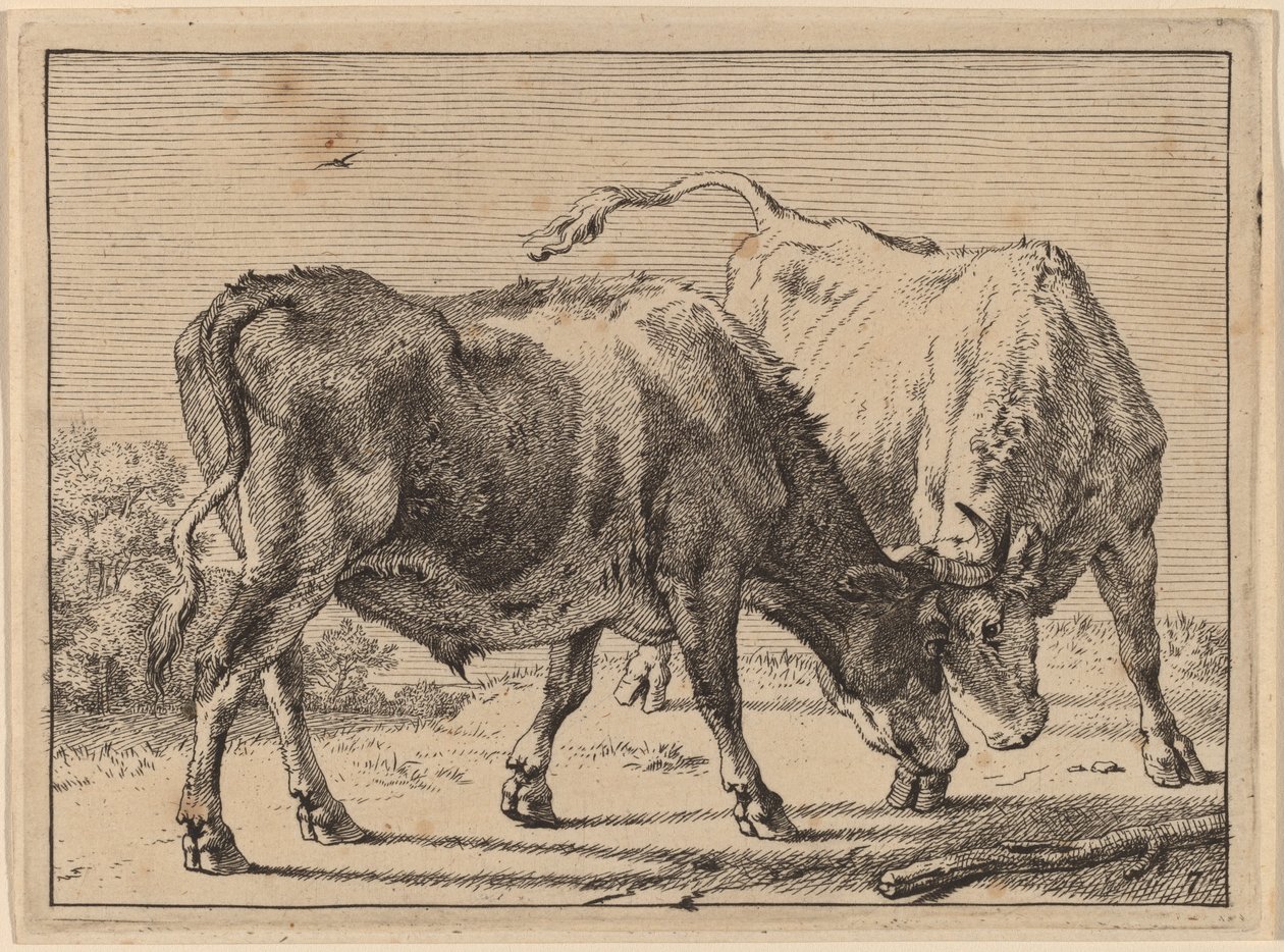 Walka dwóch wołów autorstwa Paulus Potter