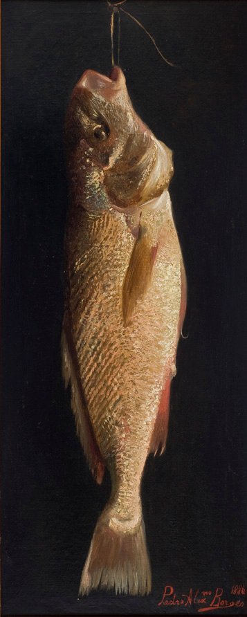 FishnPortugalii: Ryby autorstwa Pedro Alexandrino Borges