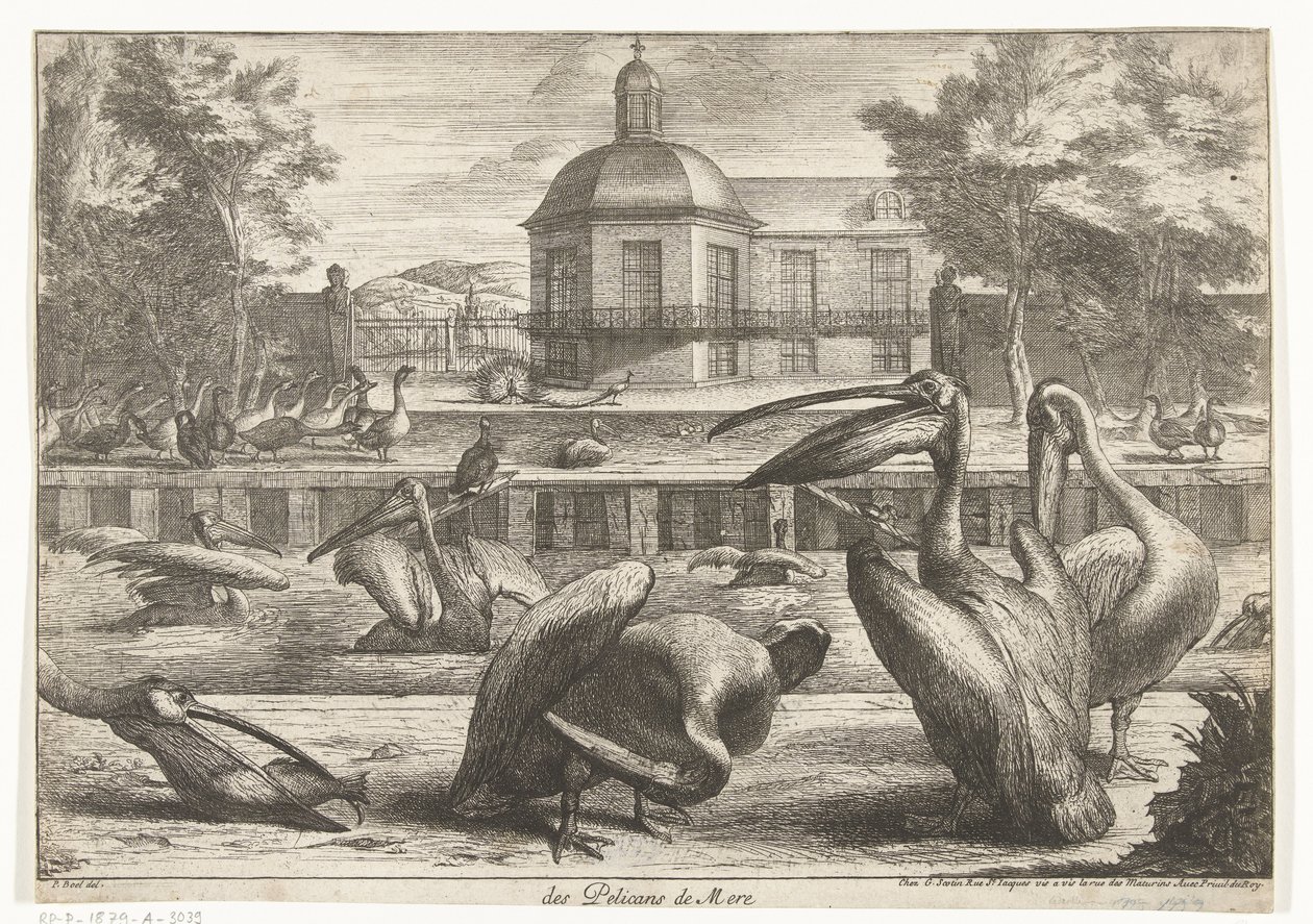 pelikany des Pelicans de Mere (tytuł na obiekcie) Ptaki z Menażerii Wersalskiej (tytuł serii) autorstwa Peeter Boel (attributed to)
