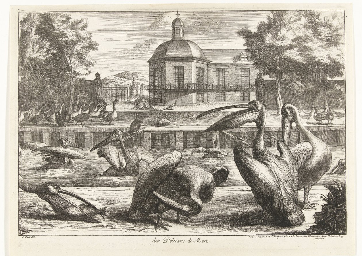 pelikany des Pelicans de Mere (tytuł na obiekcie) Ptaki z Menażerii Wersalskiej (tytuł serii) autorstwa Peeter Boel (attributed to)
