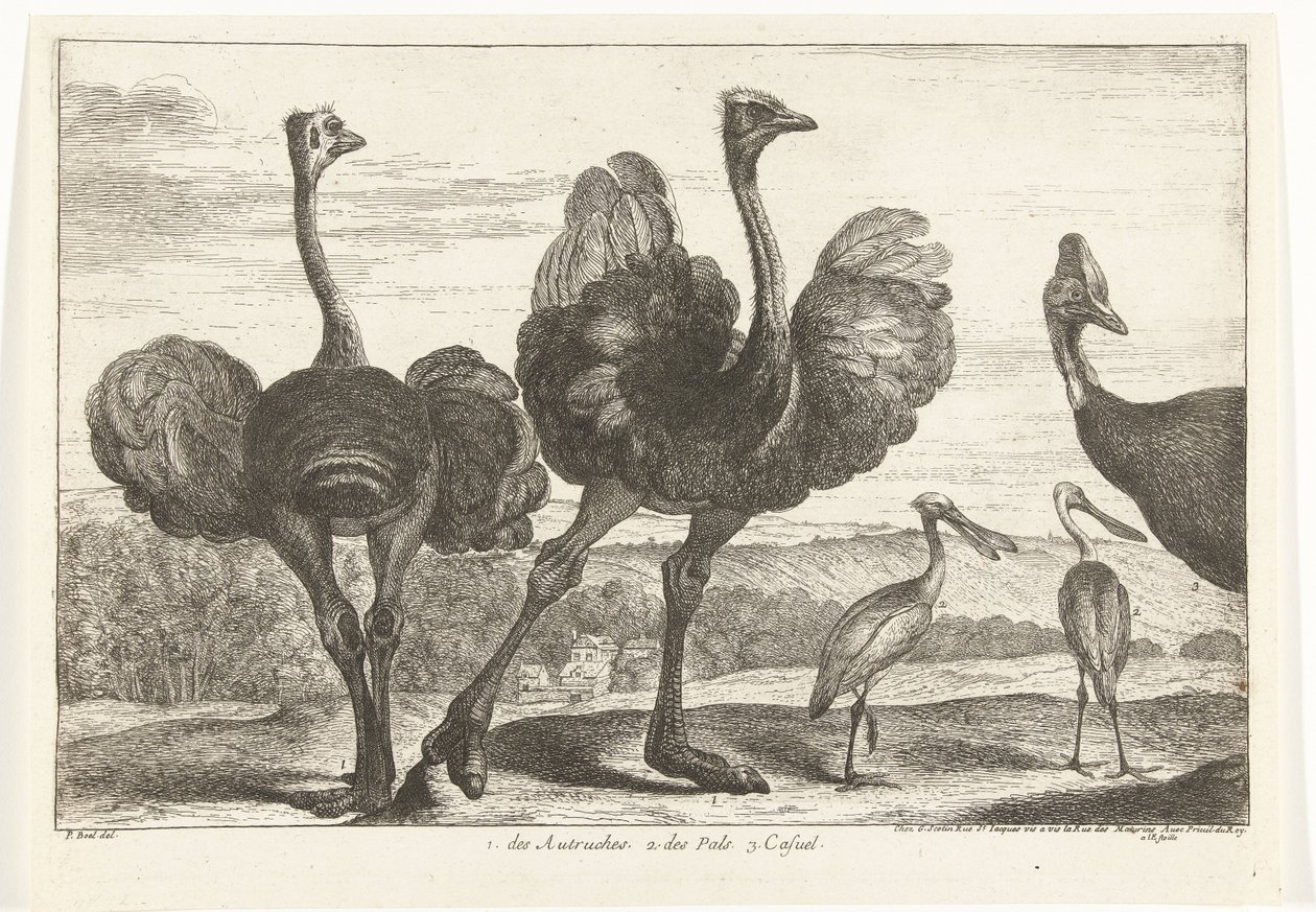 Strusie, Kazuar i Warzęcha 1. Autruches. 2. des Pals. c. zwykły Ptaki z Menażerii Wersalskiej (tytuł serii) autorstwa Peeter Boel (attributed to)