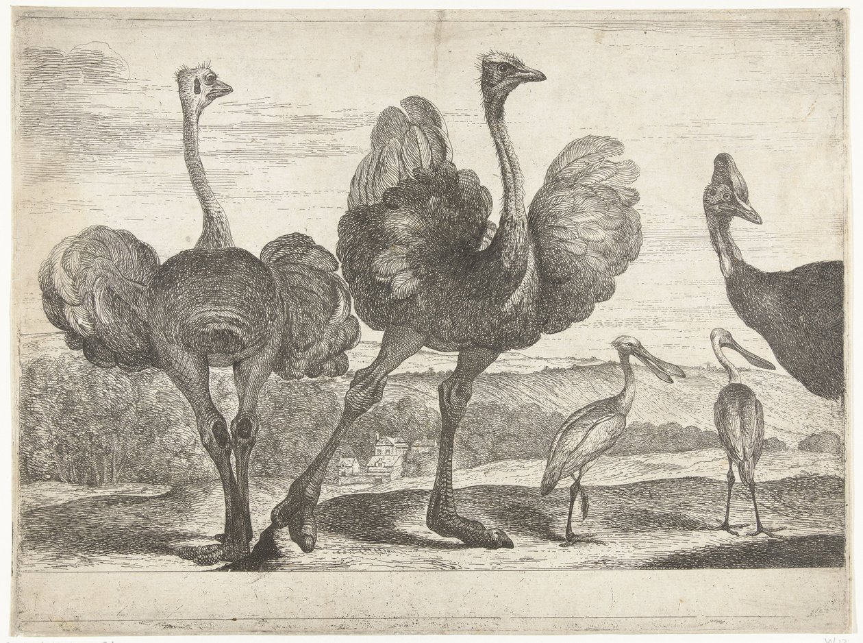 Strusie, Kazuar i Warzęcha Ptaki z Menażerii Wersalskiej (tytuł serii) autorstwa Peeter Boel (attributed to)