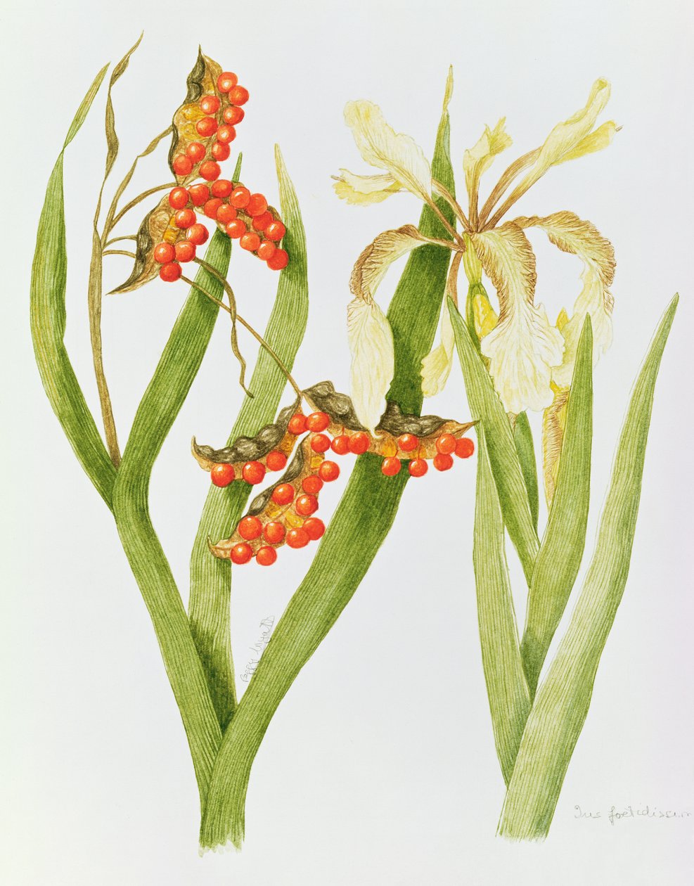 Iris Foetidissima (akwarela) autorstwa Peggy Wyatt