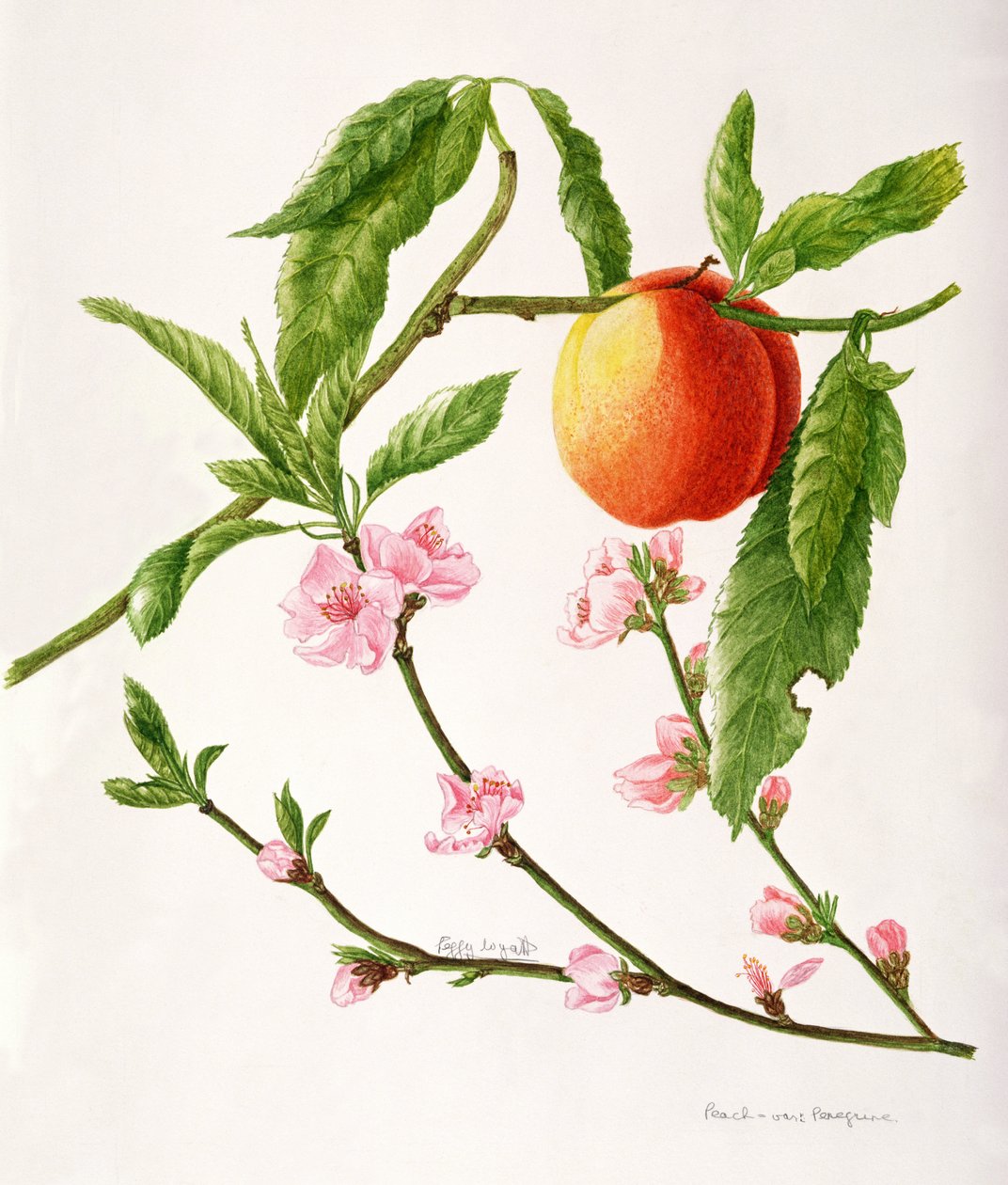 Peach var: Peregrine (akwarela) autorstwa Peggy Wyatt
