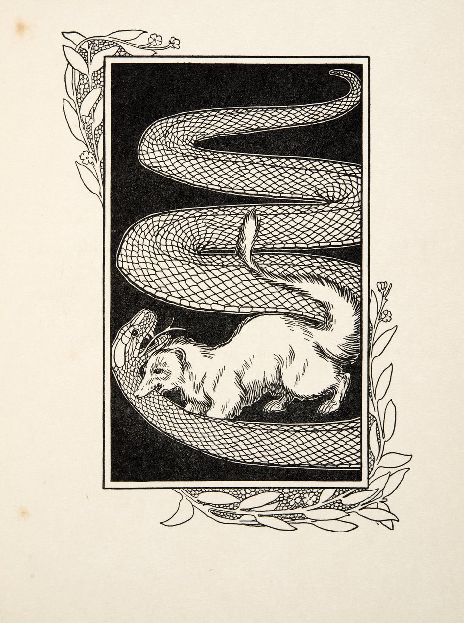 Niszczyciele węży, z „Stu anegdot zwierząt”, wyd. 1924 (grawerowanie) autorstwa Percy J. Billingshurst