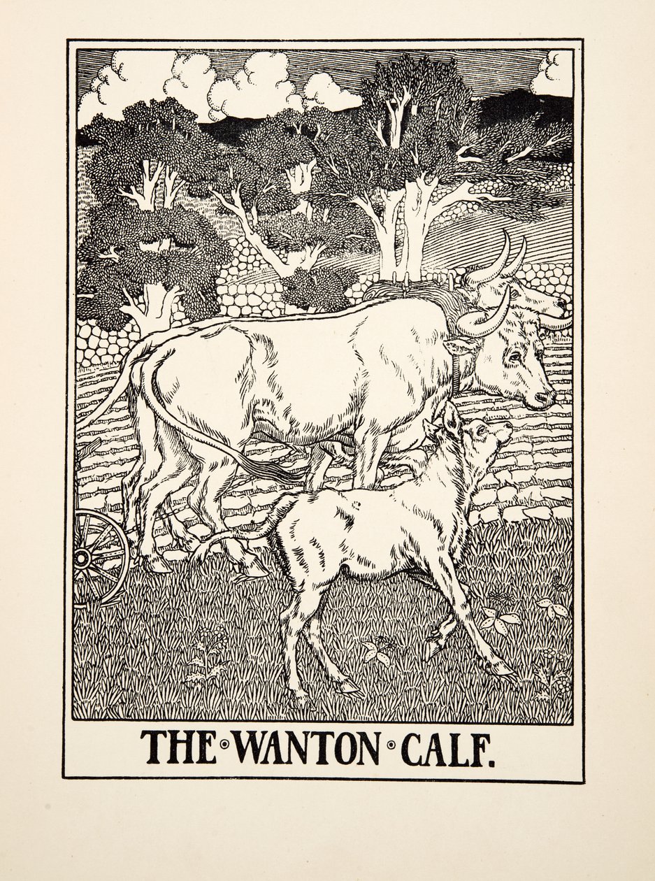 Wanton Calf, z Stu bajek Ezopa, wyd. 1903 autorstwa Percy J. Billingshurst