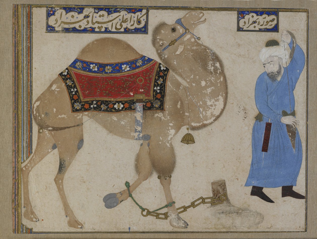 Spętany wielbłąd i strażnik, okres Safawidów autorstwa Persian School