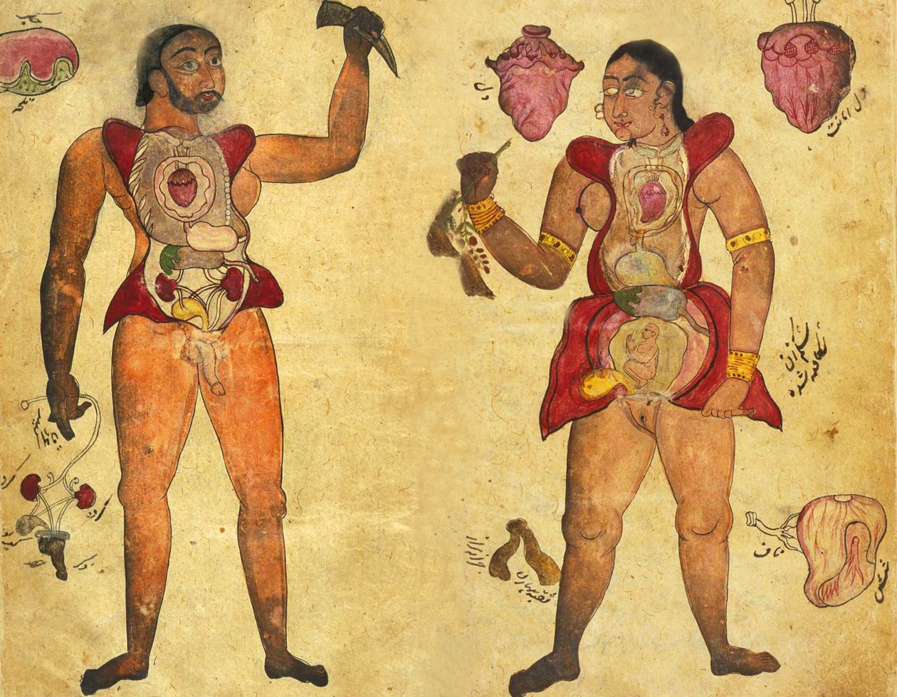 Ilustracja anatomiczna mężczyzny i kobiety posiadających własne organy wewnętrzne, opublikowana w Tibb-i Akbar, „The medicine of Akbar” c.1700 autorstwa Persian School