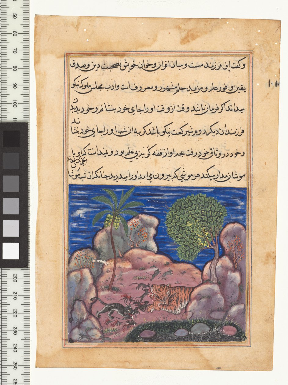 Opowieść XV, Kot atakuje myszy, które niepokoją lwa, ilustracja z "Tuti-Nama", c. 1560. Indie, Mogołów, panowanie Akbara, XVI w. autorstwa Persian School