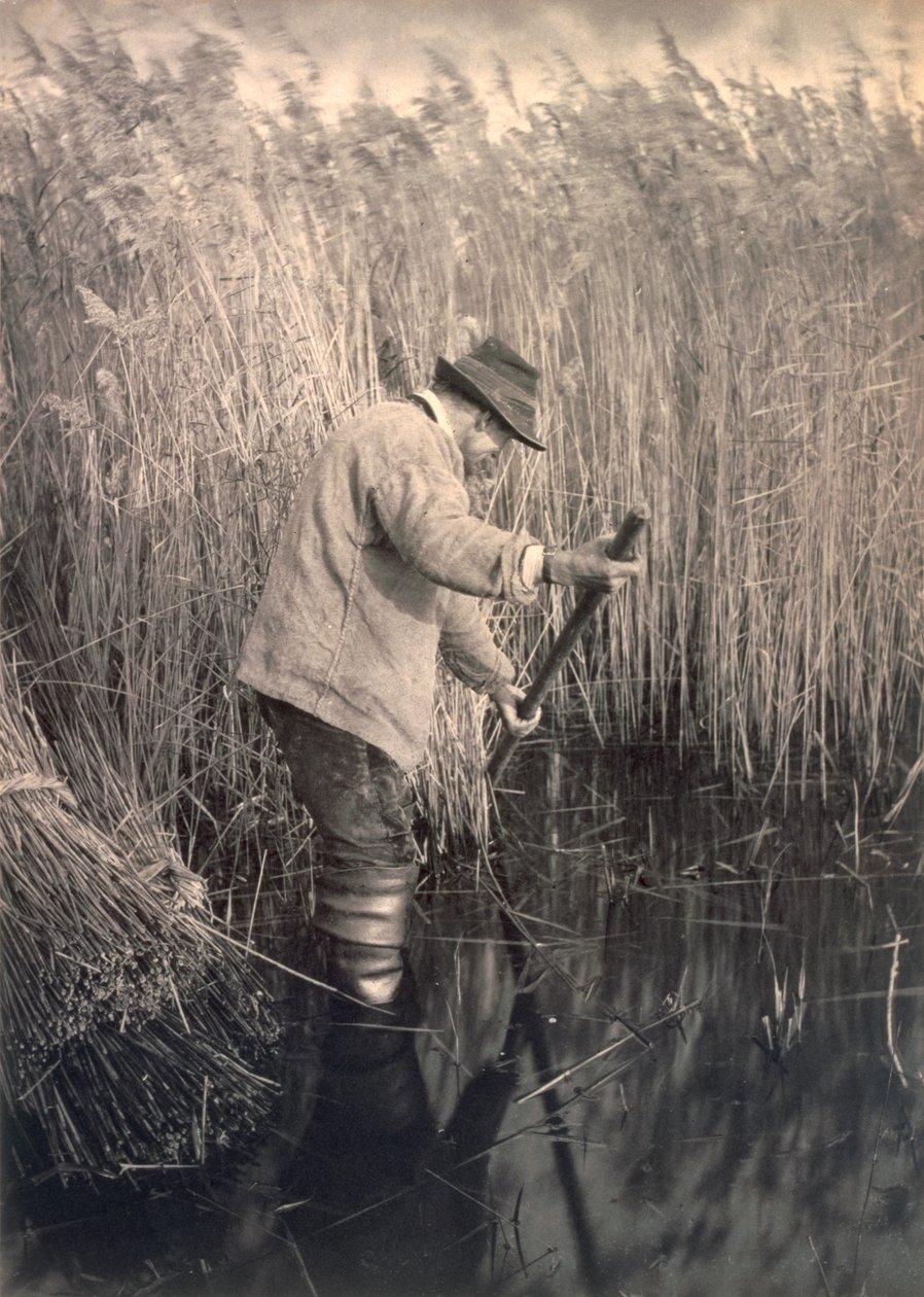 Przecinak trzciny w pracy, życiu i krajobrazie na Norfolk Broads, c.1886 autorstwa Peter Emerson und Thomas Goodall