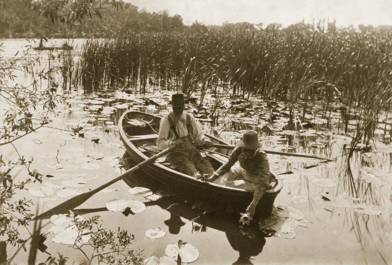 Zbieranie lilii wodnych, 1886 (fotografia) autorstwa Peter Emerson und Thomas Goodall