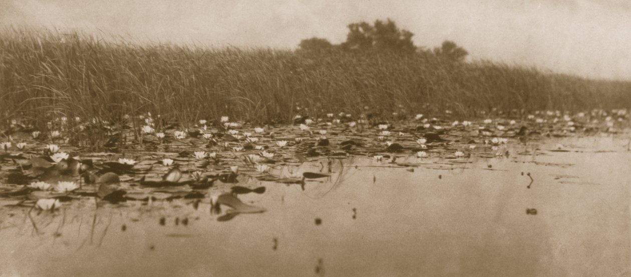 Lilie wodne, Życie i krajobraz na Norfolk Broads, 1886 autorstwa Peter Emerson und Thomas Goodall