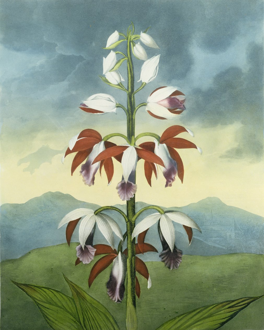 Chiński Limodoron, grawerowany przez Landseera, ze „Świątyni Flory” Roberta Thorntona, wyd. 1802 autorstwa Peter Charles Henderson