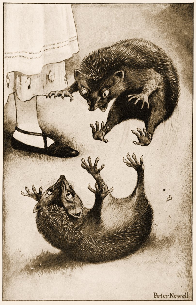 „Jeż brał udział w walce z innym jeżem”, ilustracja do Alice
