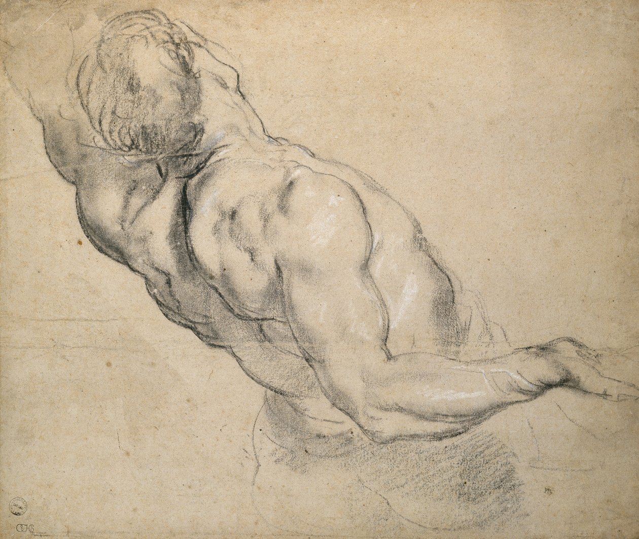 Studium nagiego męskiego tułowia autorstwa Peter Paul Rubens