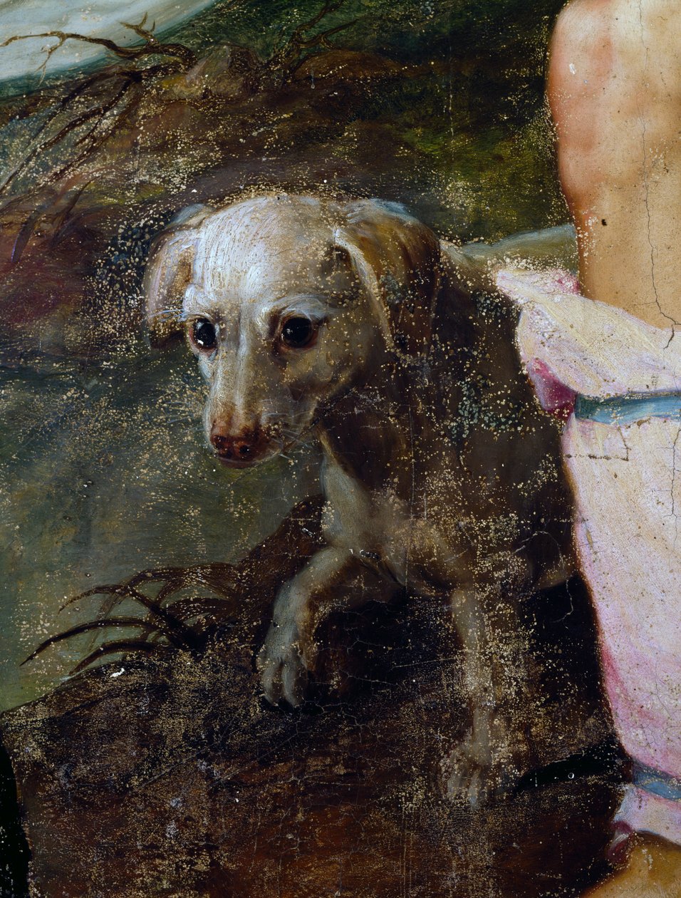 Pies, fragment szopki, obraz Pietera Candida lub Pietera de Witte (ok. 1548-1628), Holandia autorstwa Peter Candid