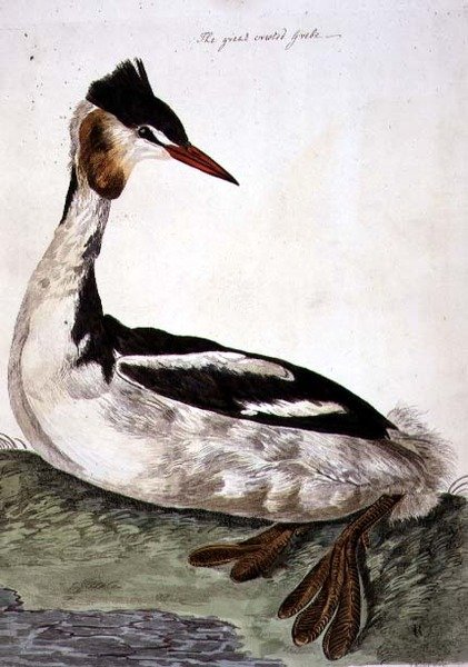Talerz perkoz dwuczuby (Podiceps cristatus) z 
