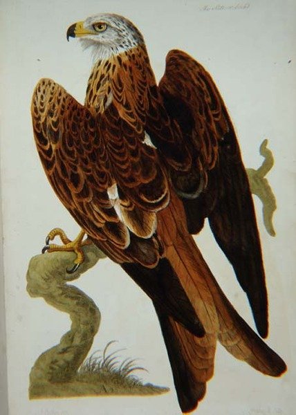 Latawiec (Milvus milvus) lub Glead, płyta z 