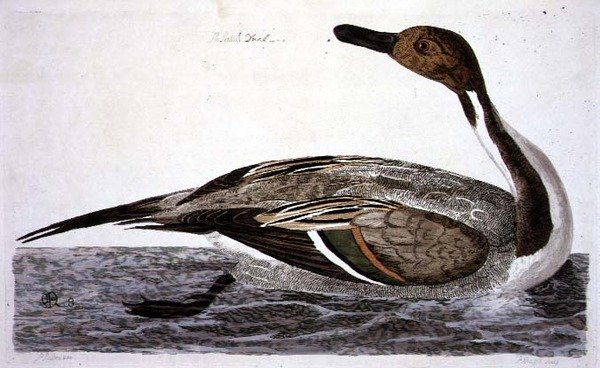 Talerz Kaczka Pintail (Anas acuta) z 
