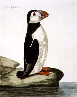 Puffin (Fratercula arctica) z 