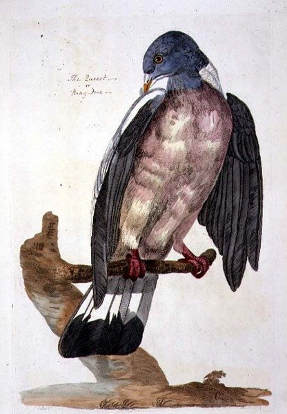 Queest or Ring Dove, płyta z 