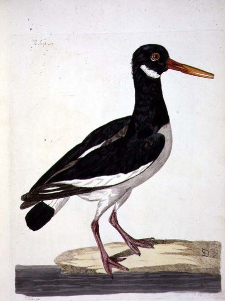 Talerz Sea Pie lub ostrygojad (Haematopus ostralegus) z 