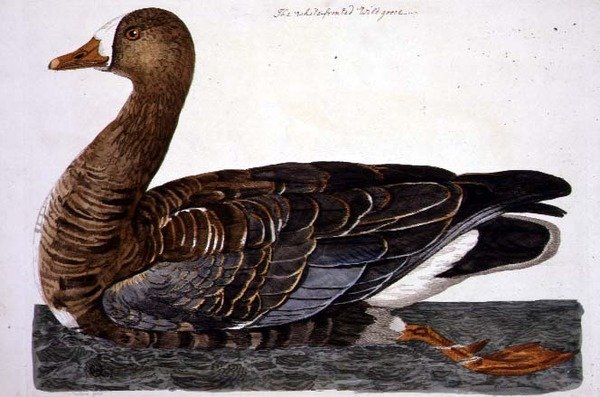 Talerz Gęś białoczelna (Anser albifrons) z 