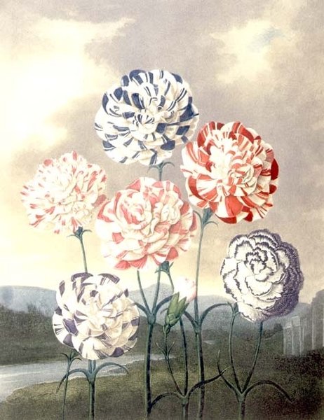 Grupa goździków: Dianthus caryophyllus, grawerowane przez Caldwalla, ze „Świątyni Flory” Thorntona autorstwa Peter Charles (after) Henderson