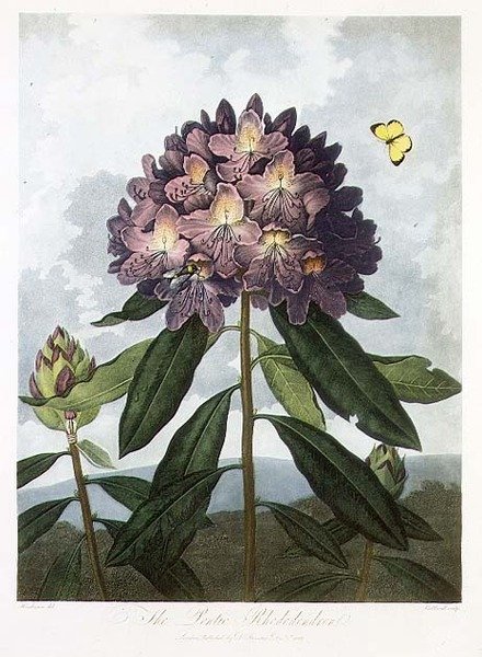 Rododendron Pontyjski, rytowany przez Caldwella, ze „Świątyni Flory” Roberta Thorntona, wyd. 1802 (kolor lito) autorstwa Peter Charles (after) Henderson