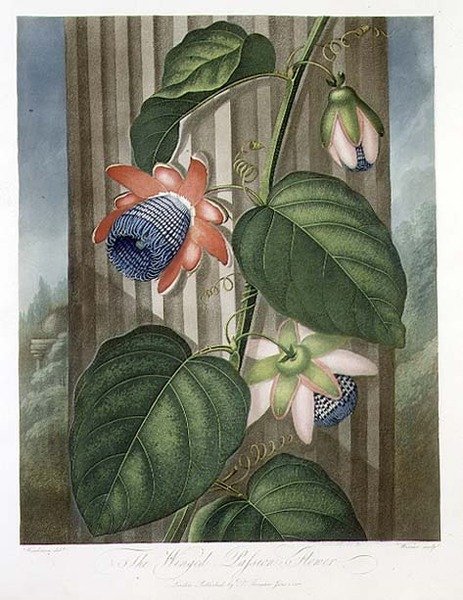 Skrzydlaty Kwiat Męki, grawerowany przez Warnera, ze „Świątyni Flory” Roberta Thorntona, wyd. 1802 (kolor lito) autorstwa Peter Charles (after) Henderson