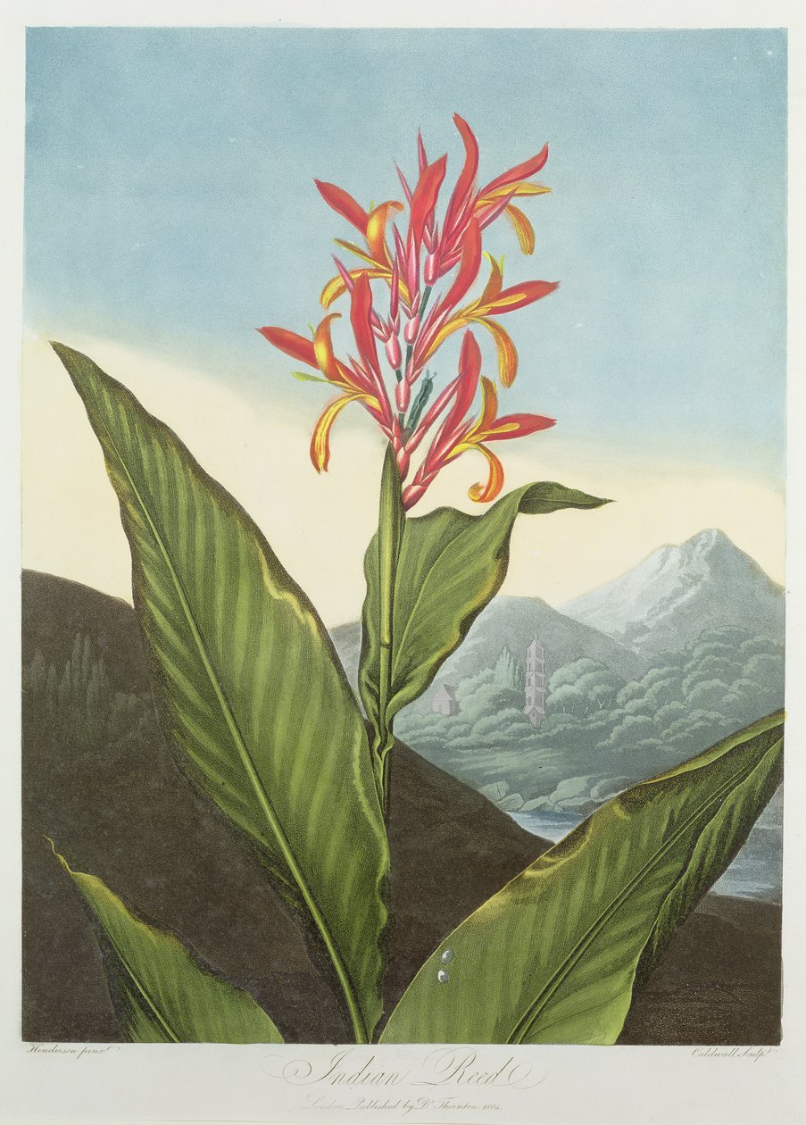 Trzcina indyjska, wyryta przez Caldwalla, z "The Temple of Flora" Roberta Thorntona, pub. 1804 autorstwa Peter Charles Henderson