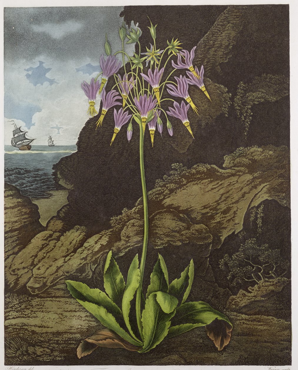 American Cowslip, grawerowane przez Warnera, ze „Świątyni Flory” Roberta Thorntona, wyd. 1812 autorstwa Peter Charles Henderson