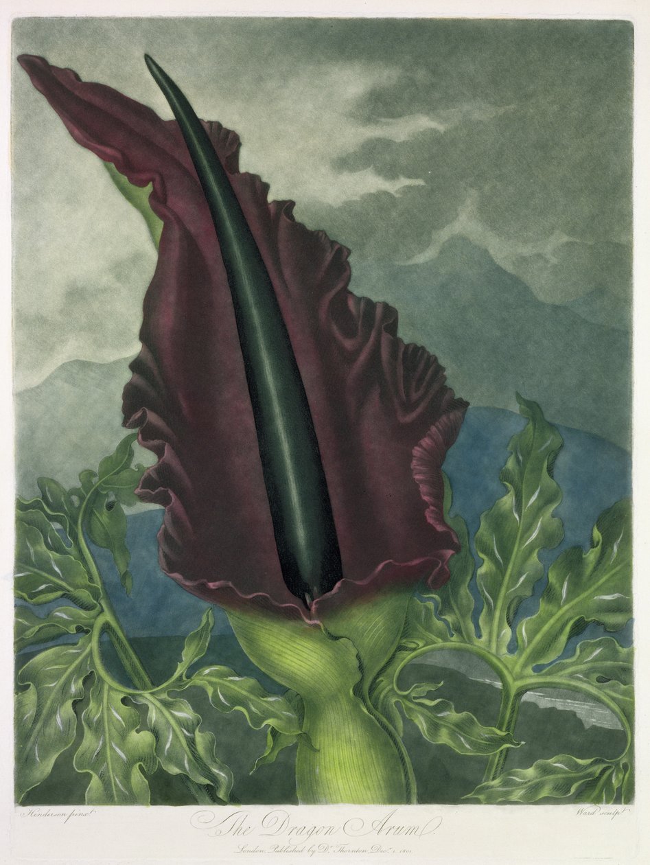 Smoczy Arum, grawerowany przez Warda, ze „Świątyni Flory” Roberta Thorntona, wyd. 1801 autorstwa Peter Charles Henderson