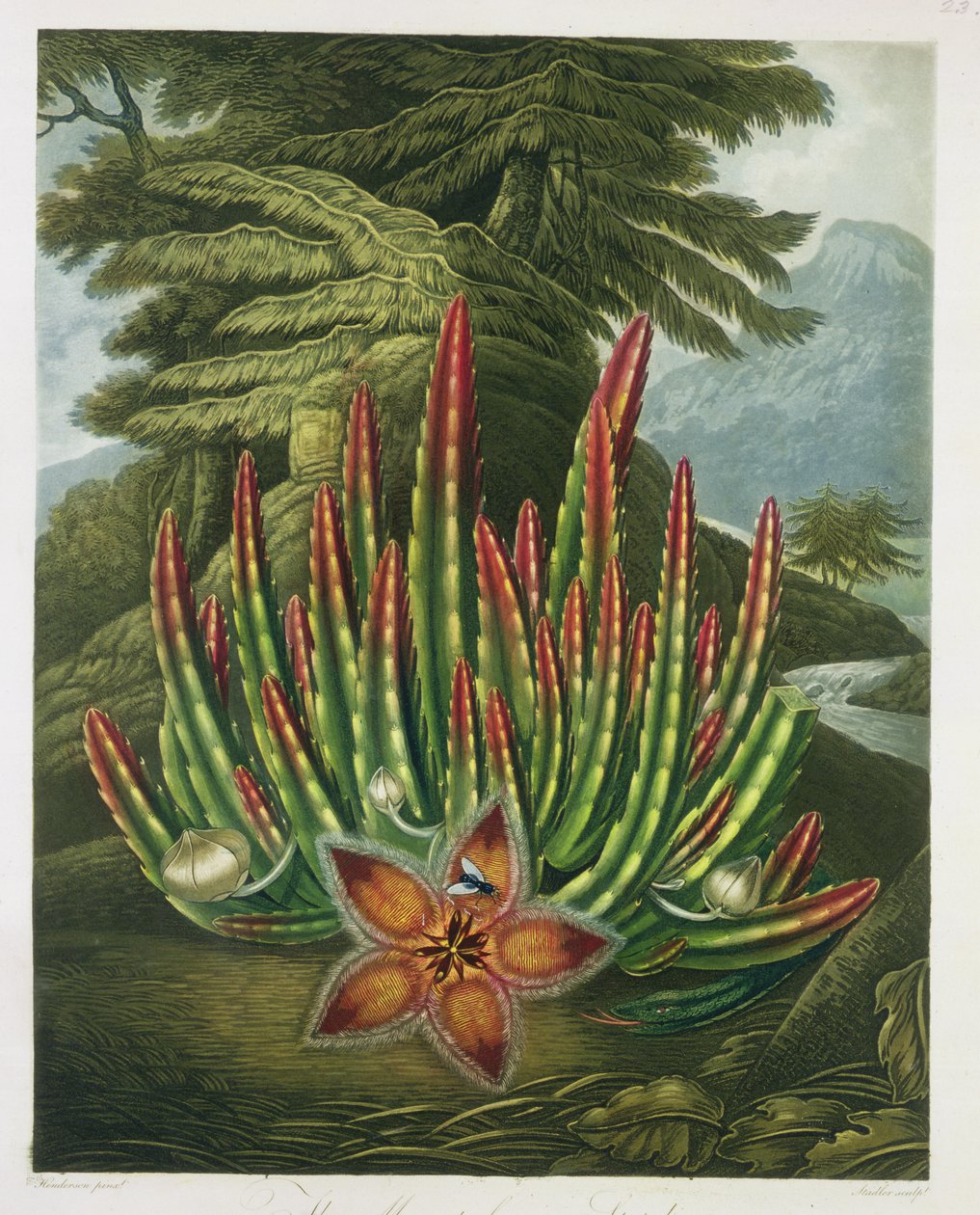 Stapelia nosząca larwy, wyryta przez Stadlera, z 