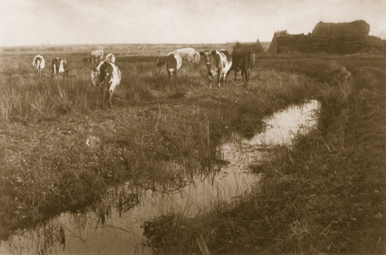 Bydło na bagnach, ok. 1886 r. autorstwa Peter Emerson und Thomas Goodall