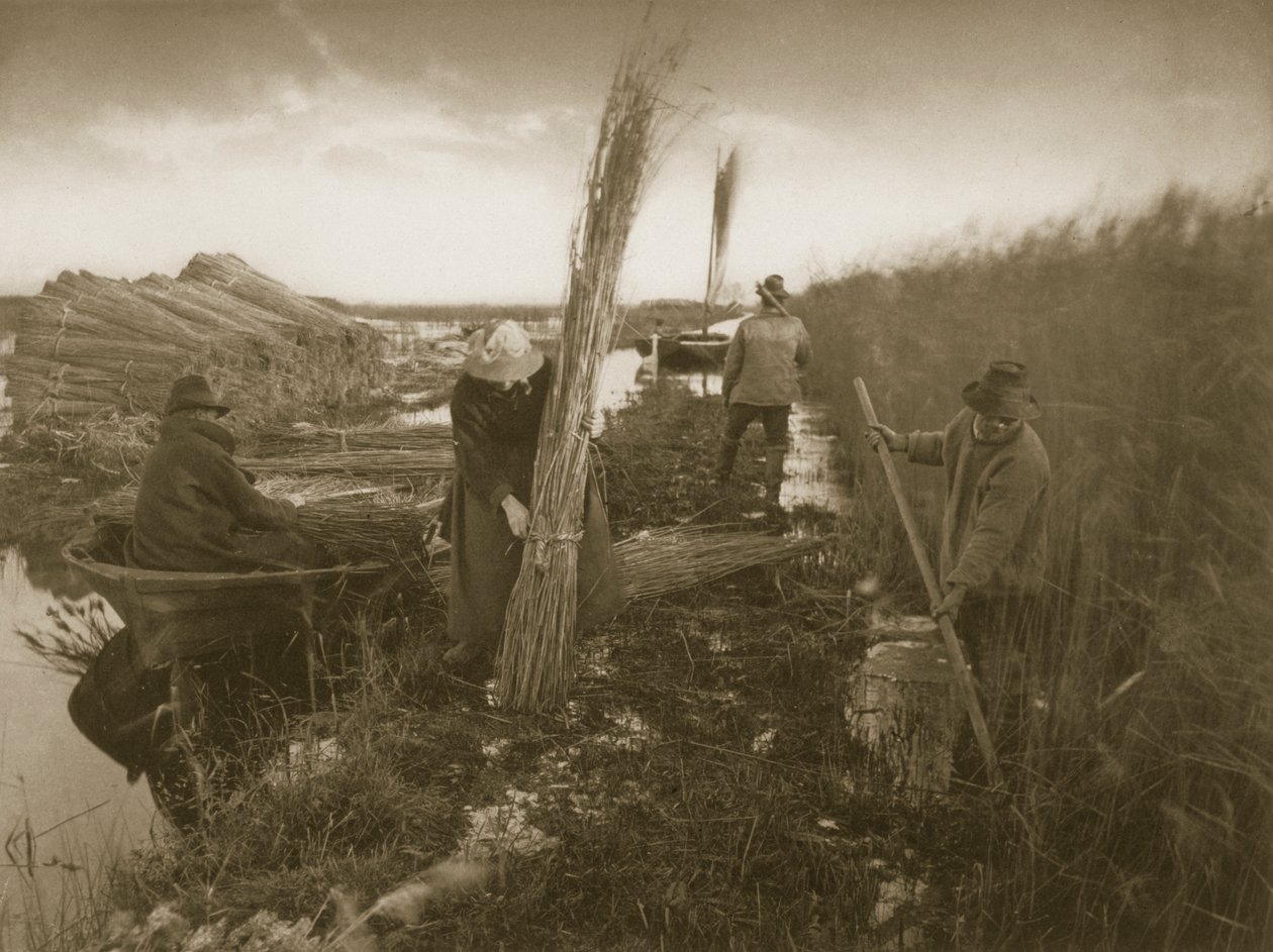 Podczas żniw trzcinowych, życia i krajobrazu na Norfolk Broads, c.1886 autorstwa Peter Emerson und Thomas Goodall