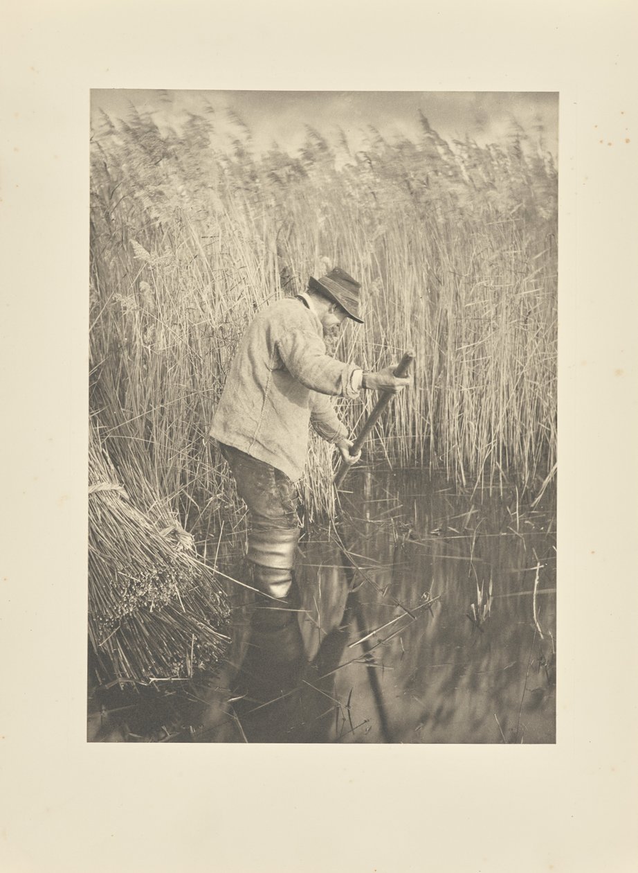 Trzciniarz przy pracy autorstwa Peter Henry Emerson