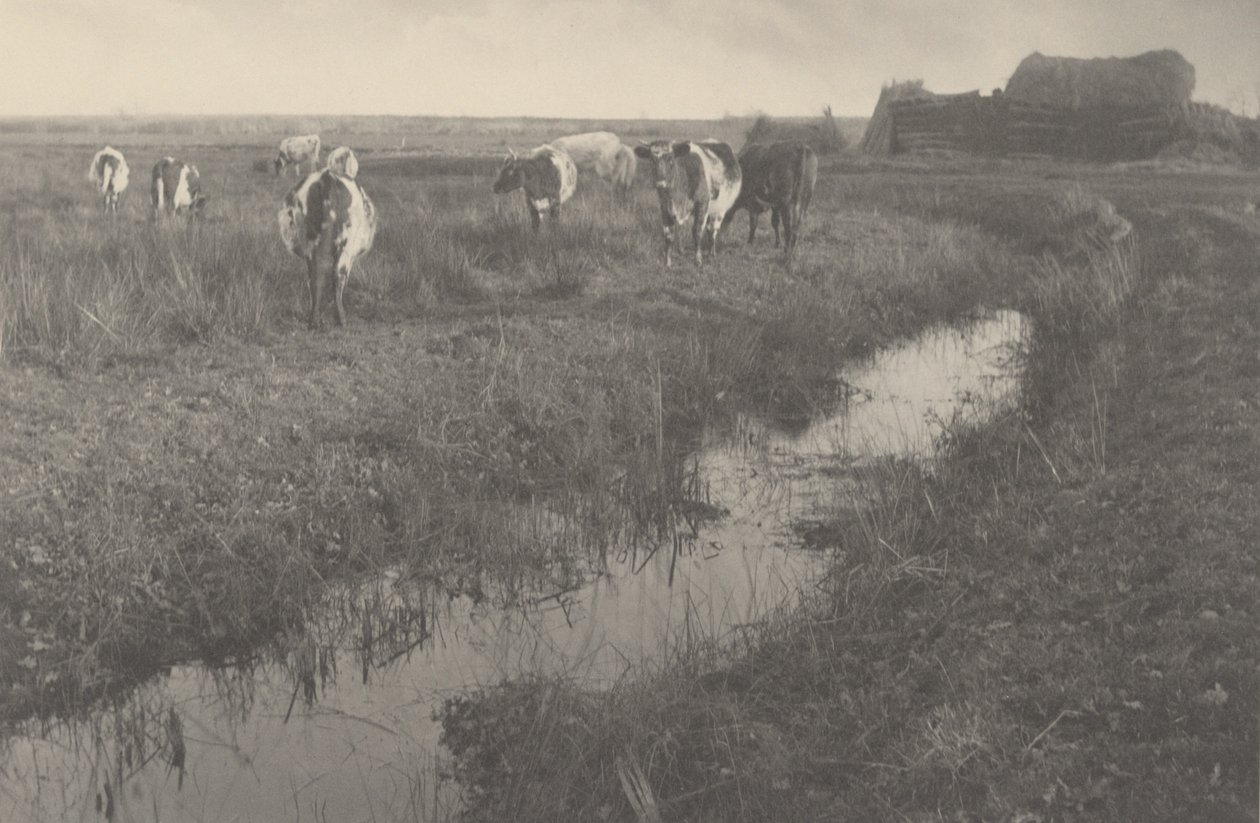 Bydło na bagnach, 1886 (zdjęcie) autorstwa Peter Henry Emerson