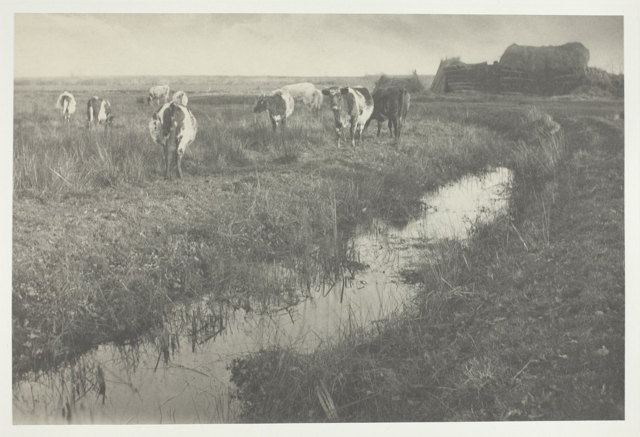 Bydło na bagnach autorstwa Peter Henry Emerson